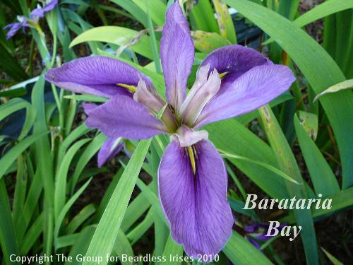 Barataria Bay (1)